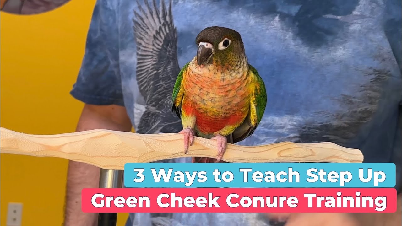 3 WAYS to teach STEP UP to Green Cheek Conure Parrot EASY