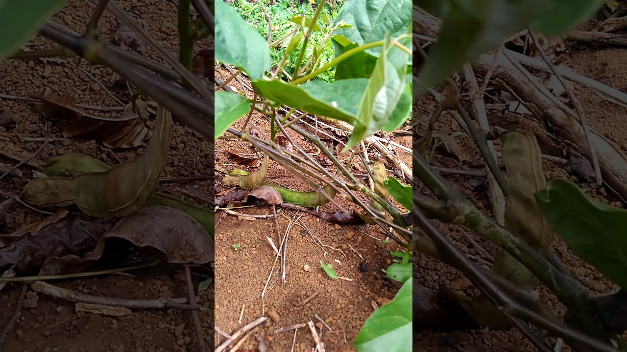 Agrofloresta, agricultura sintropica