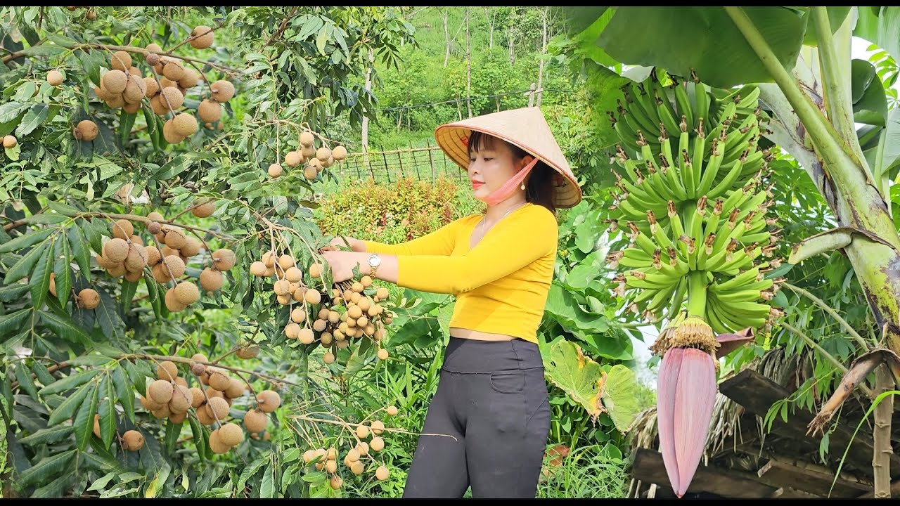 A new day with the little bird, working in the fields and picking longan to bring to the market