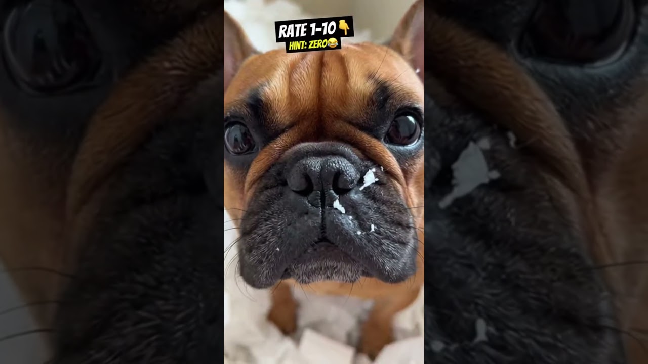 Left My Frenchie Alone 20 Min... Came Back To THIS 😱🧻
