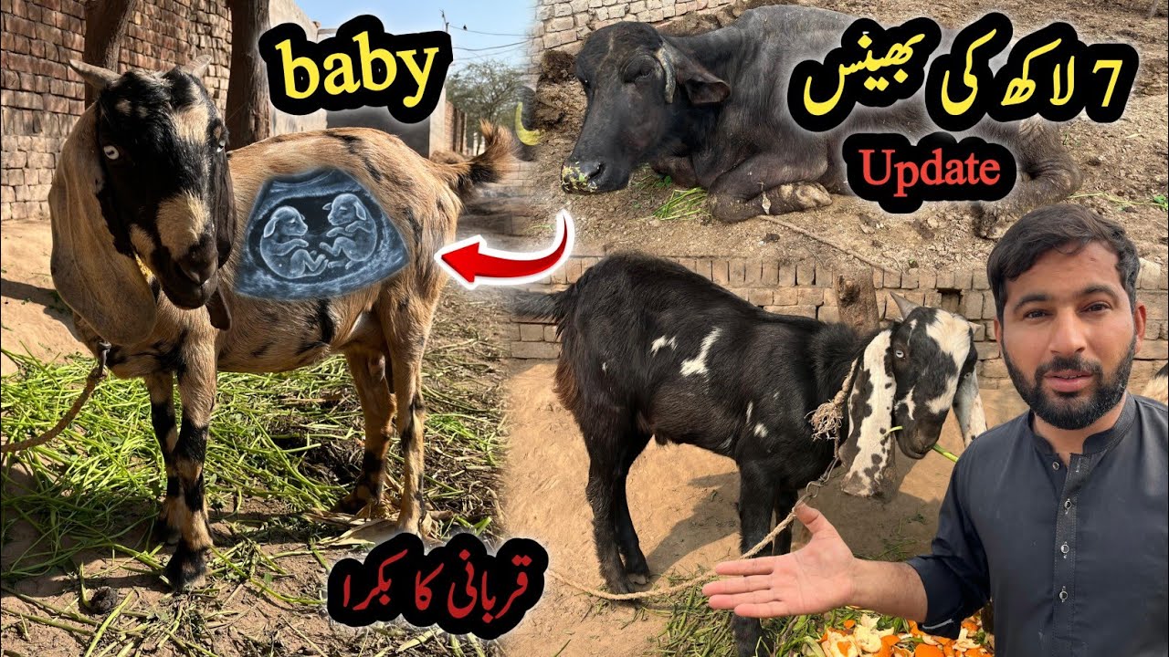 Hmari Bhains Ka Kiya Howa ?? Bakri Ke Bachyy Aa Rhy Hain 😍 | Village Routine Work | Shazyy Vlog 