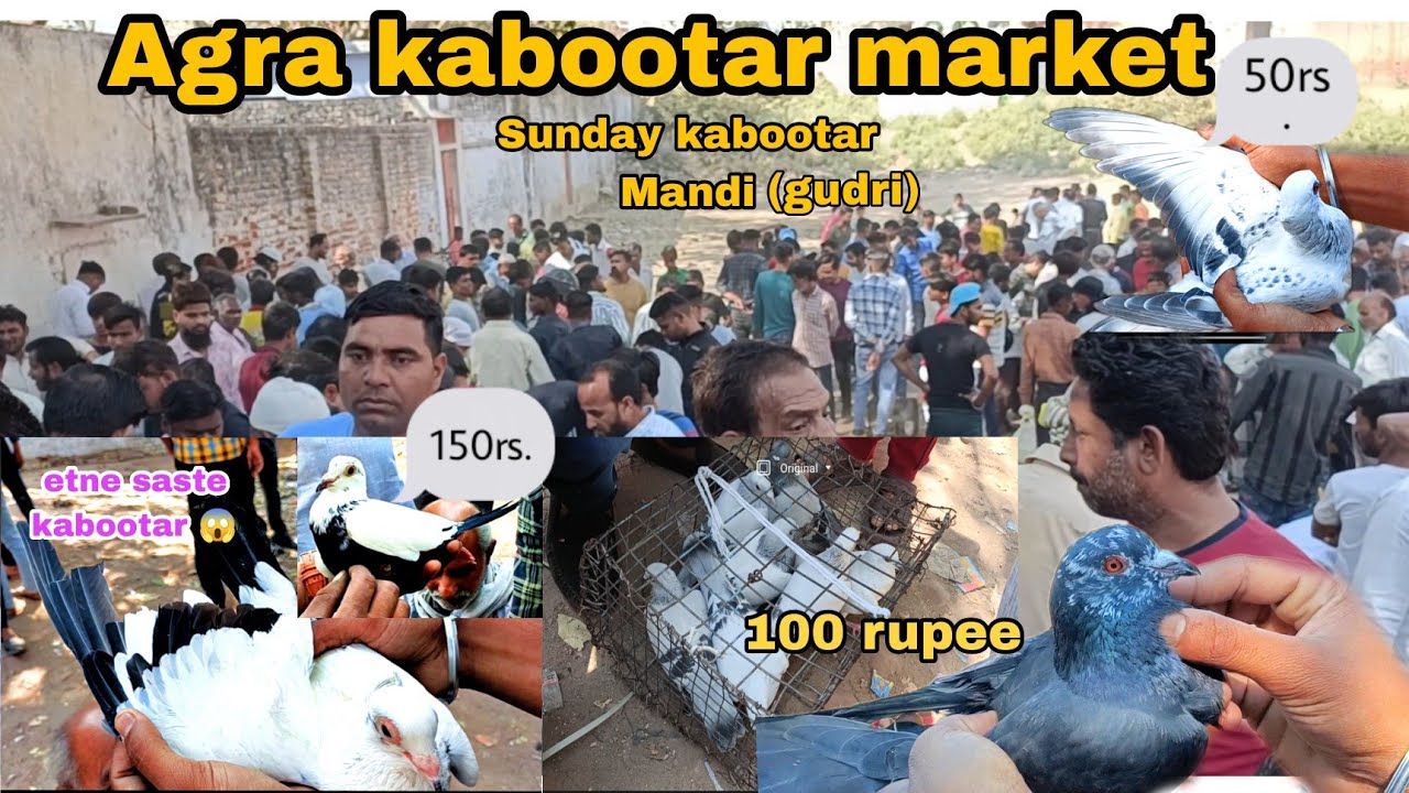 Agra ki kabootar market & bird market || gudri moti katra agra||Agra ki kabootar bazi ❤️