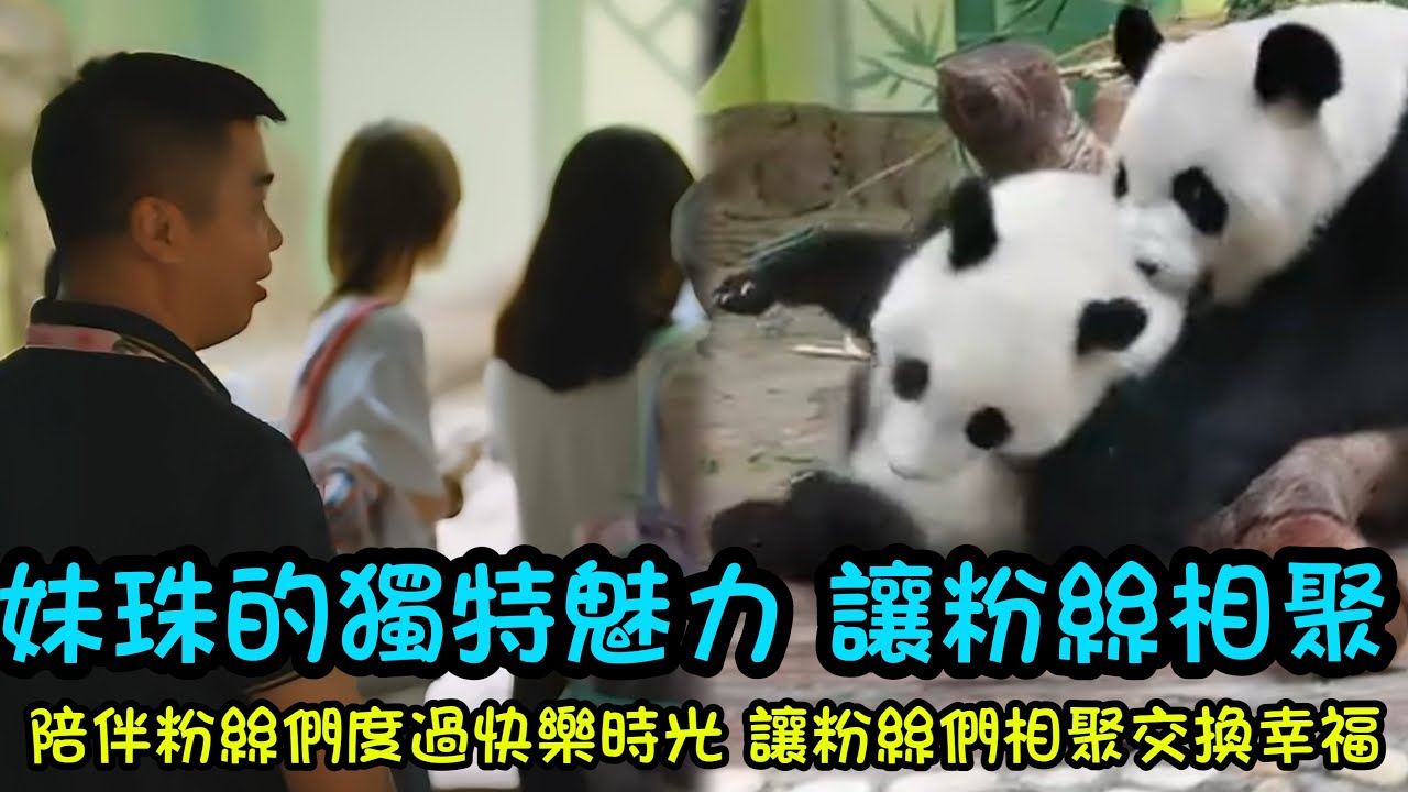 8月1日 妹珠紀錄片第8話，粉絲姨姨因為妹珠而相聚在一起，互相分享喜歡#babypanda #panda #大熊貓萌萌 #廣州長隆野生動物世界