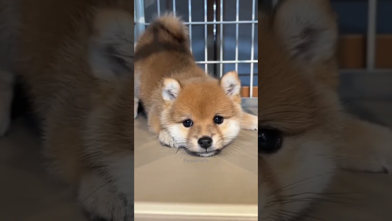 Cute and funny dogs and puppies / S&uuml;&szlig;e Hunde und Welpen