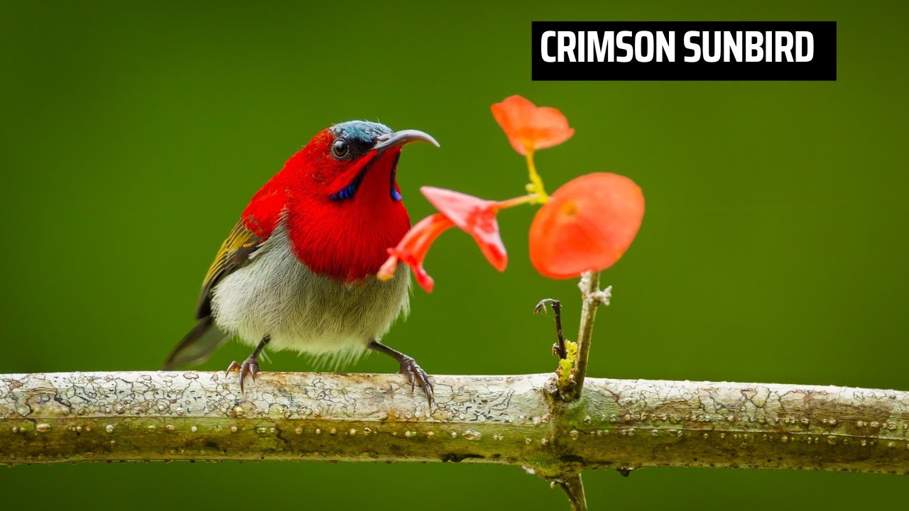 Crimson Sunbird(background music)- bird watching singapore- wild birds singapore