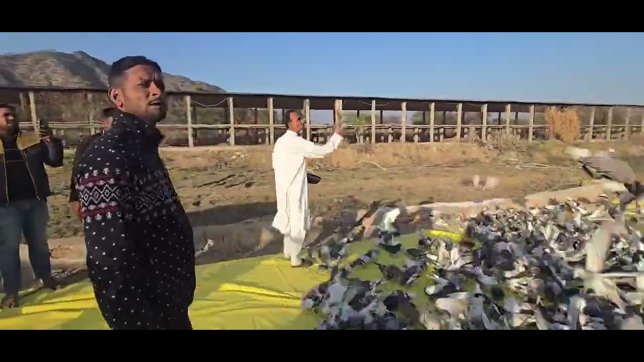 Nabbu Ustad K 1500 kabutar ka shok Ajmer 2626 ki Tayyari Ajmer 15-02-2026