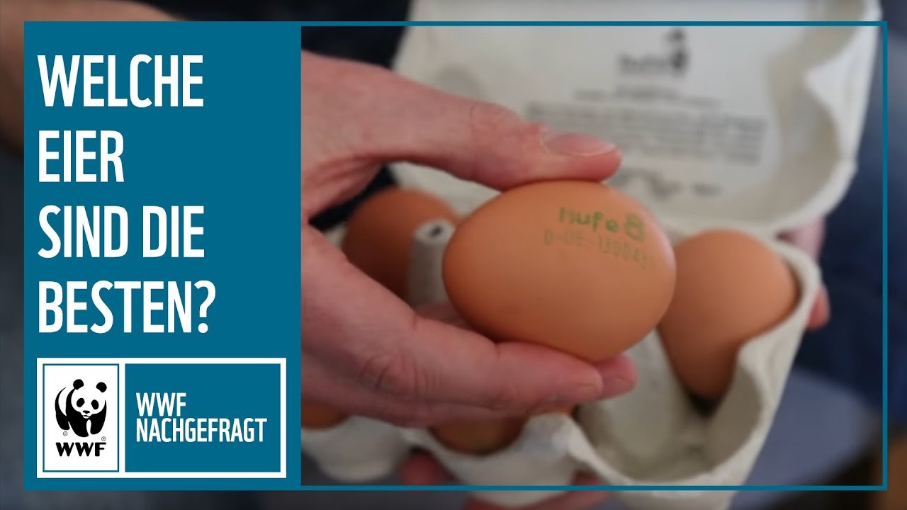 Welche Eier kaufen? Sind Bio Eier wirklich besser? | #nachgefragt | WWF Deutschland