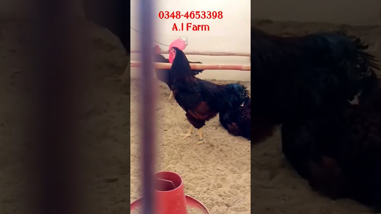 Rhode Island Red RIR Chicks Available #rirchicks #fancyhens #poultry