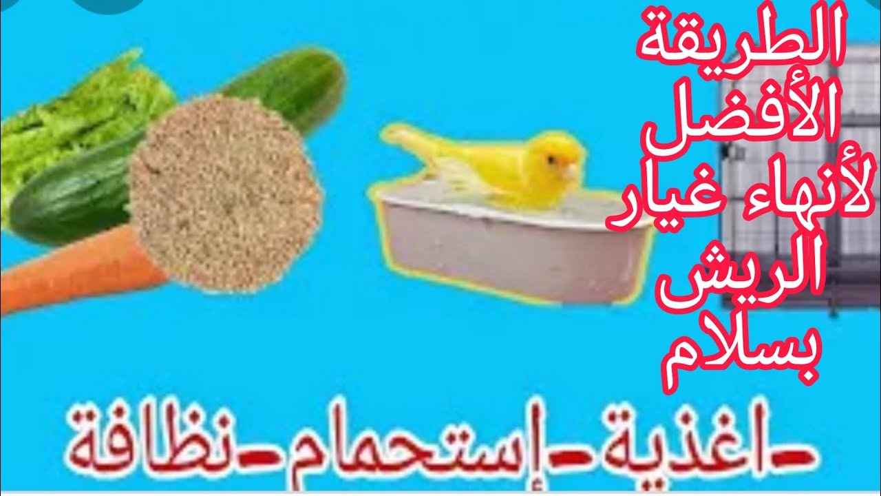 اسرع  وافضل طريقة لانهاء مرحلة غير الريش عند طيور الكناري والحسون