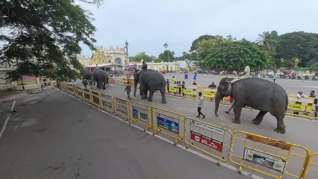0006 Mysuru Dasara Elephant 🐘 Rehearsal 2025