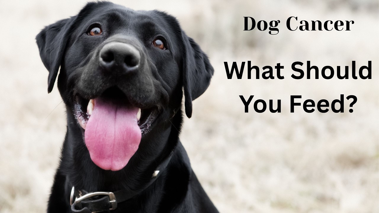What to feed a dog with lymphoma