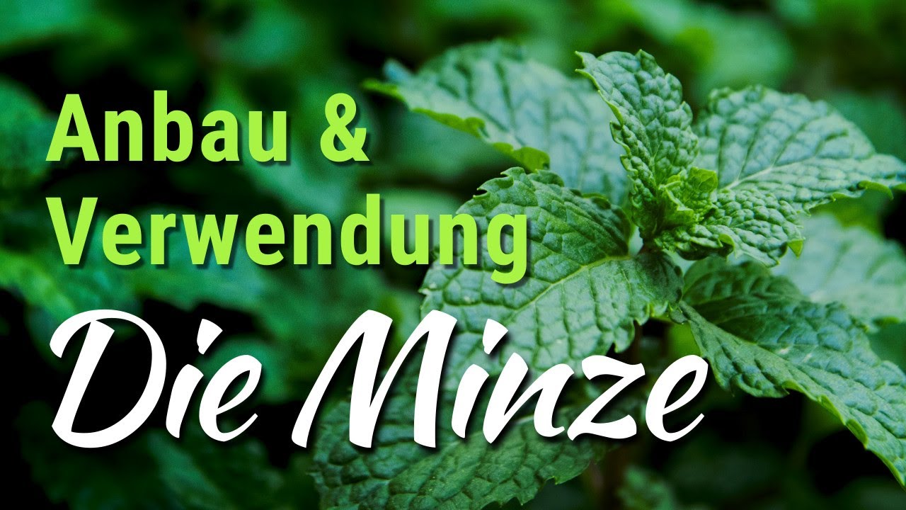 Minze - Anbau, Pflege, Verwendung - Pfefferminze anbauen und vermehren