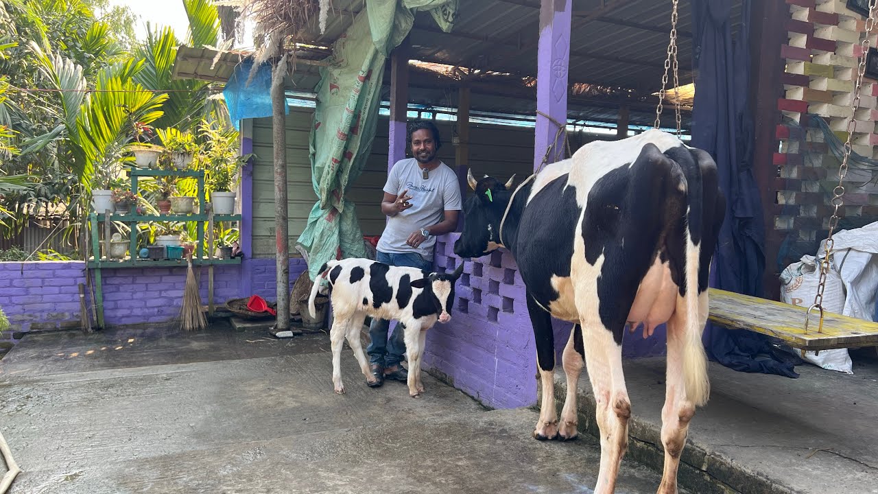 বিক্রয় বিজ্ঞপ্তি, গরিবের স্বপ্ন পূরণ 🐄|| কৃষি চ্যানেল ||