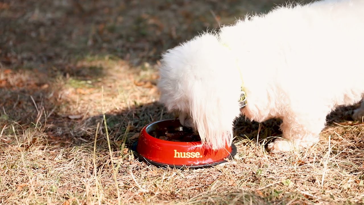 Мала миска для собак від Husse
