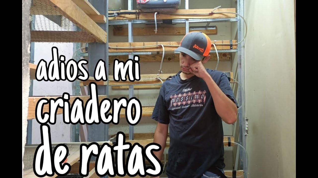 me quede sin criadero de ratas 😭