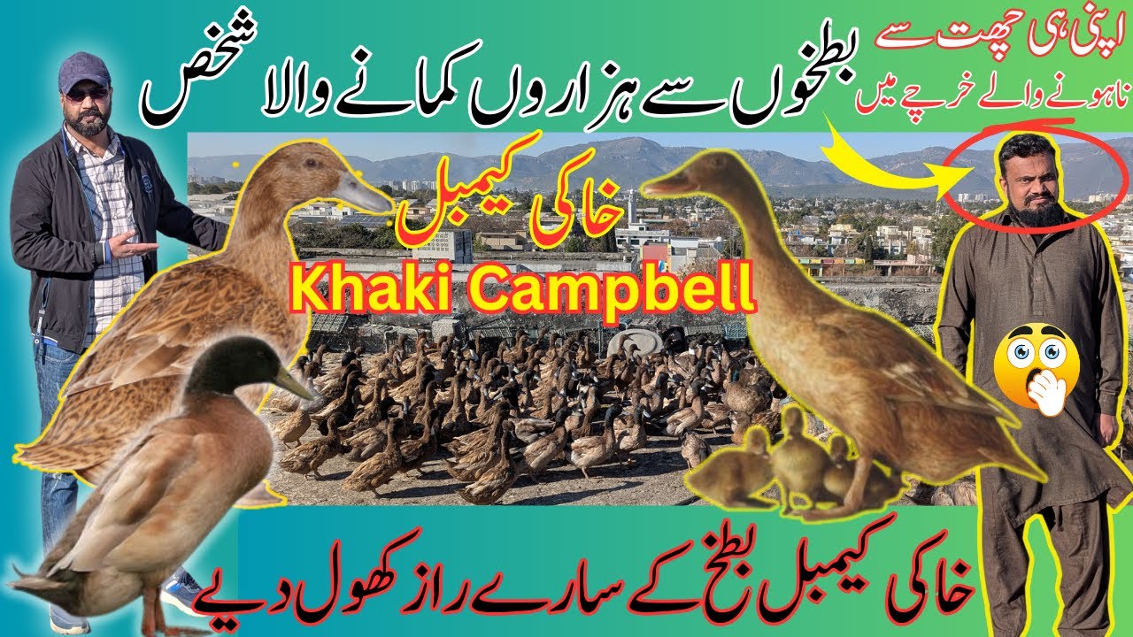 Khaki Campbell Duck Farming All information | Duck farming Business plan | No Risk Business | Ducks