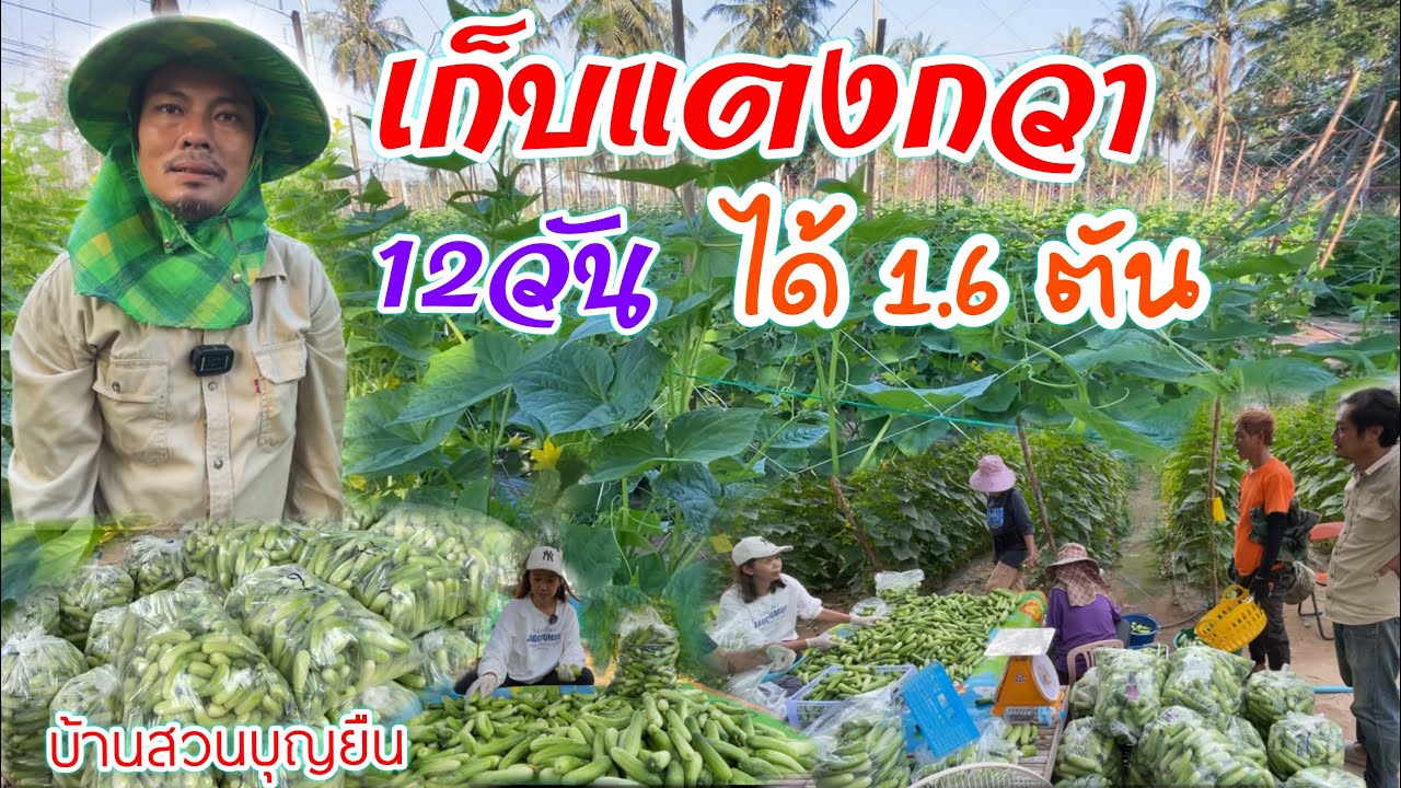 แตงกวาพลิกชีวิต ปลูกแตงกวาสองเดือนมีรายได้หลักแสน | เกษตรสร้างรายได้ | บ่าวยุทธพาจ้วด
