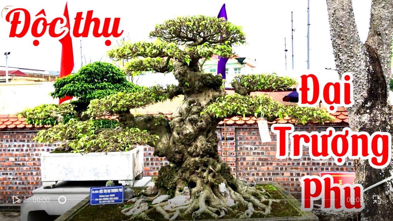Độc thụ ĐẠI TRƯỢNG PHU & Các tác phẩm suất sắc tại TL Vị Khê 2026