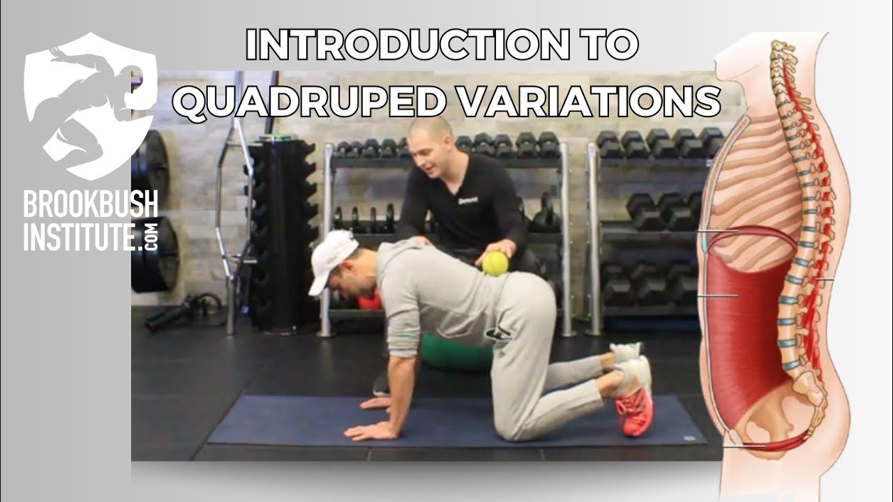 Introduction to Quadruped Variations
