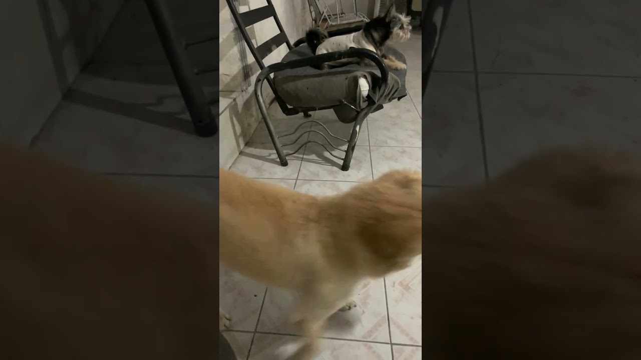 Bichito3 meses Milo y Leo 