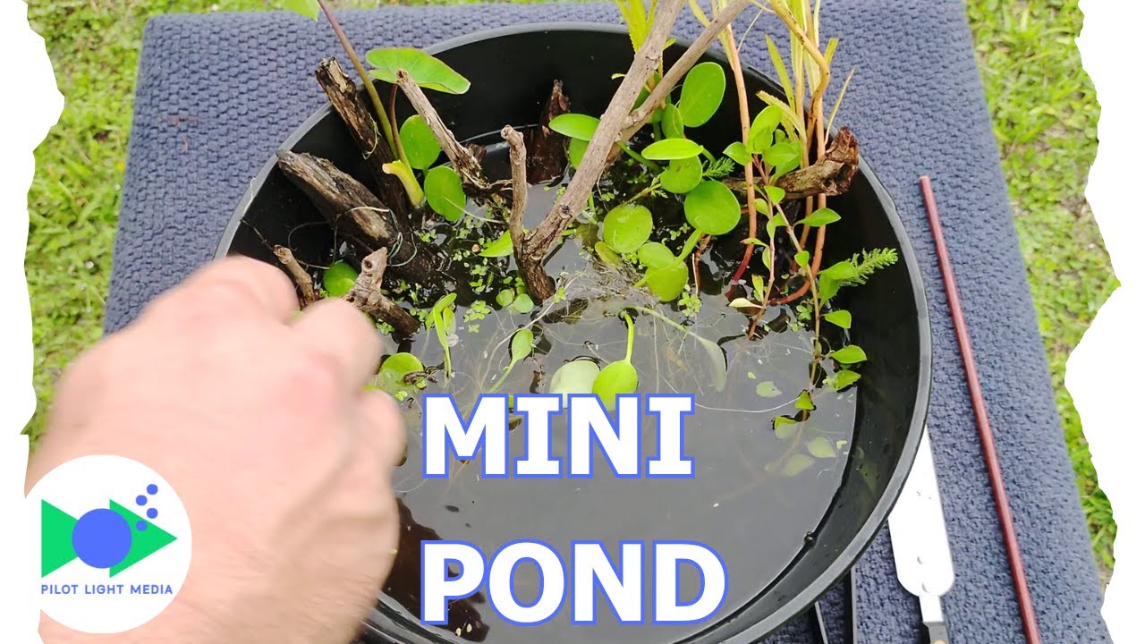Building a Tabletop Pond