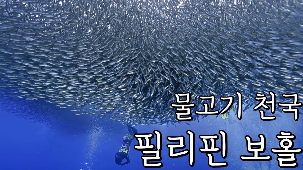 압도적인 수중생태계, 필리핀 보홀입니다. 4K로 보세요!