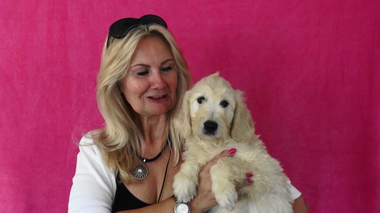 Goldendoodle Welpen mit 10 Wochen WERBUNG www.welpenvermittlung-hunde.at