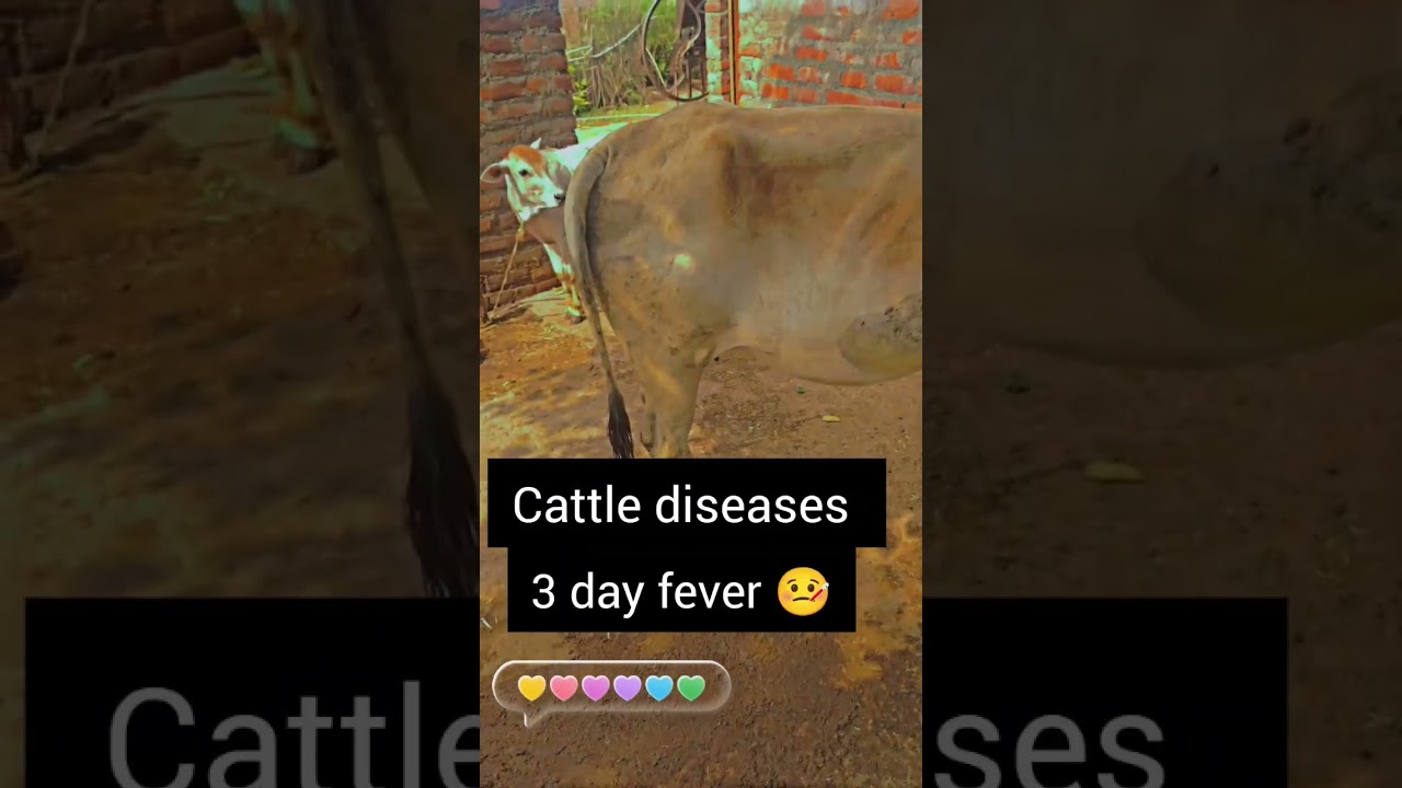 3 day fever in cattle diseases treatment #ytshorts
