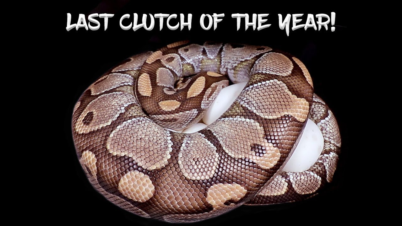 Last Clutch of Ball Python Eggs This Year!