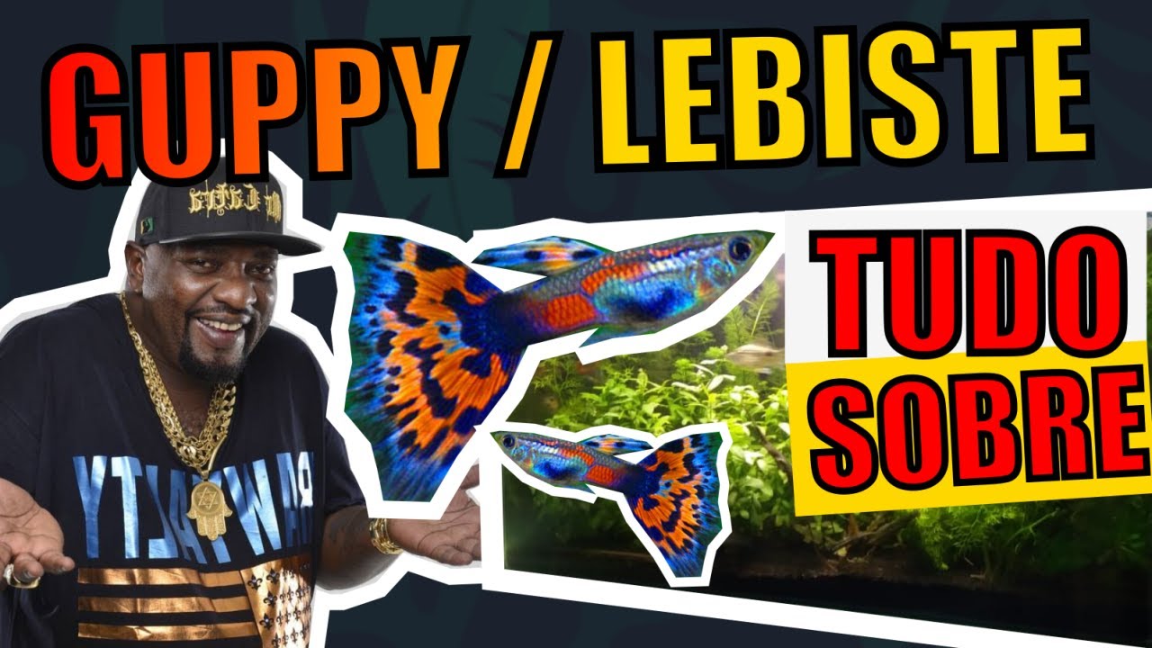 🔴TUDO SOBRE GUPPY/LEBISTE (COMO CUIDAR, LITRAGEM, TEMPERATURA, ALIMENTA&Ccedil;&Atilde;O E +) |Mr. Betta|