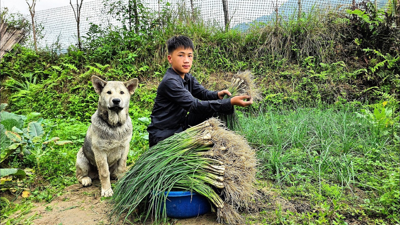 Nam harvested the shallots from his garden to sell and bought chicken to cook a delicious meal