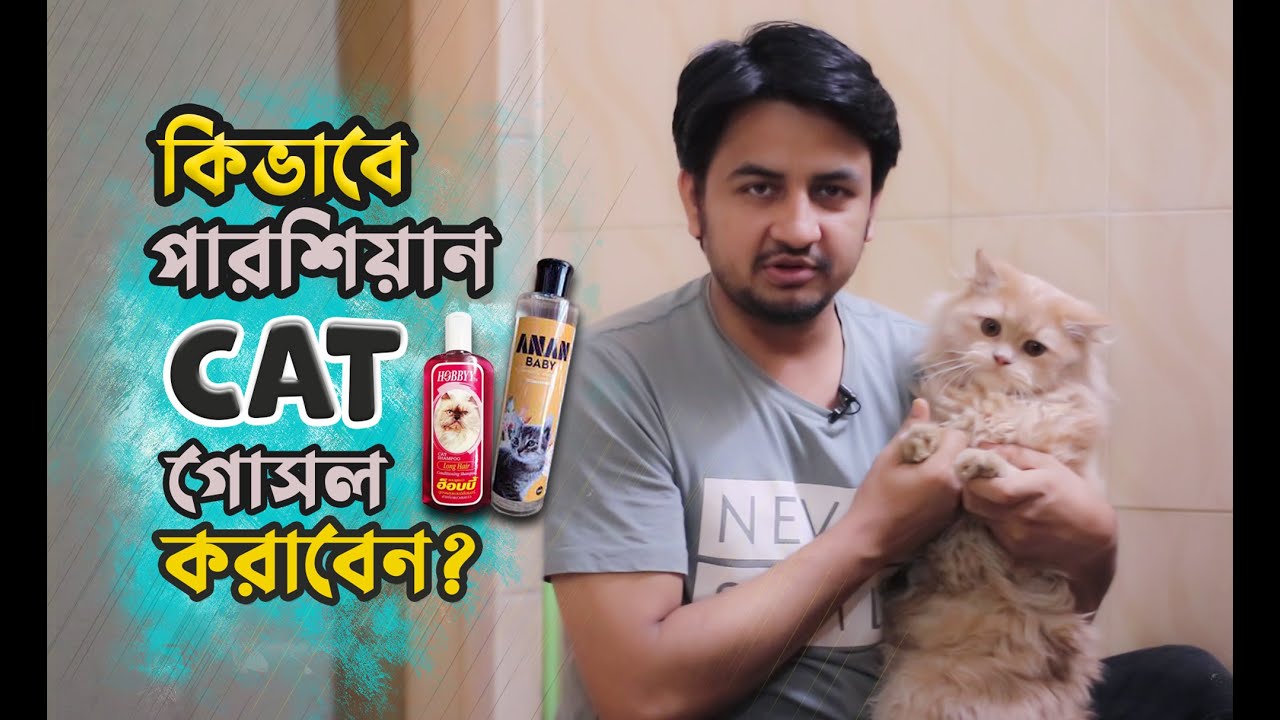 How To Wash & Dry a Persian Cat ( কিভাবে পারশিয়ান ক্যাট গোসল করাবেন )