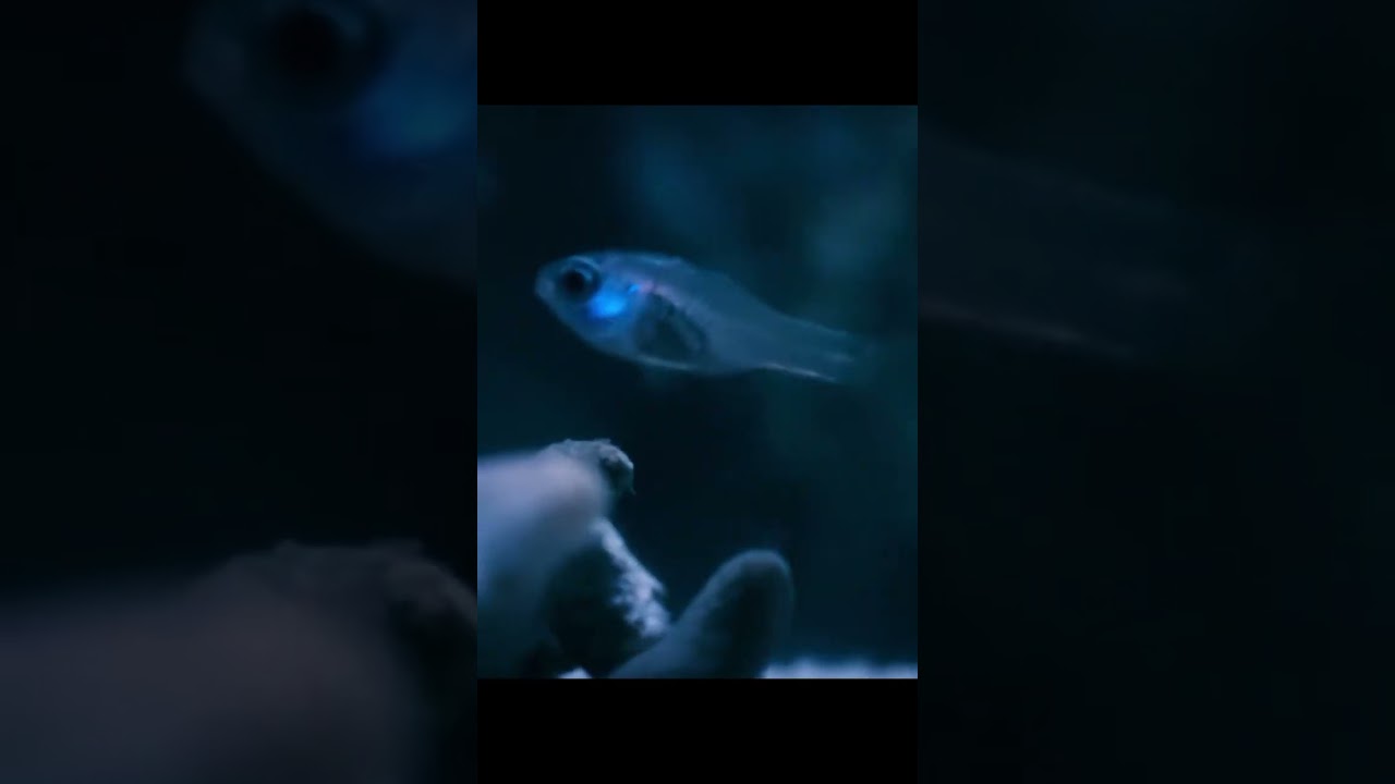 Fish-Cardinal Fish Caught Spitting Fire! (Glowing Ostracod Defense) #cardinalfish #fish