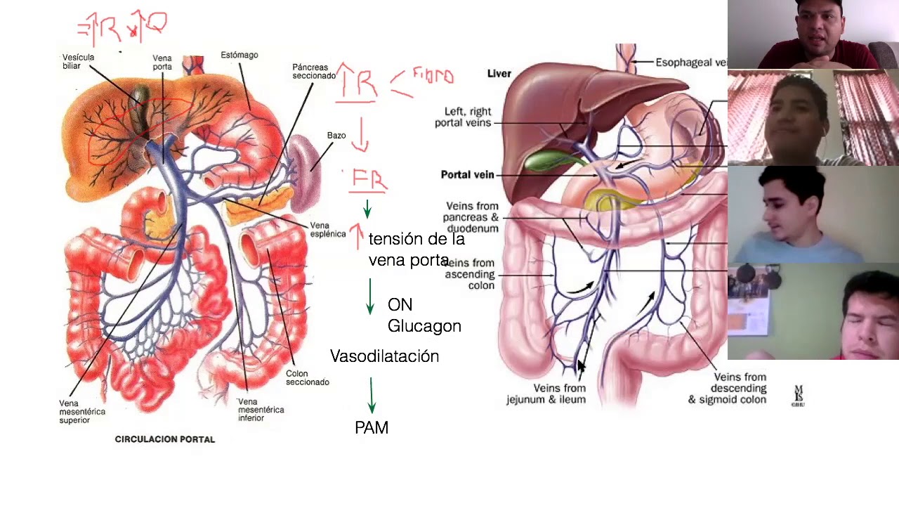 Repaso Hipertensión portal y Cirrosis completo