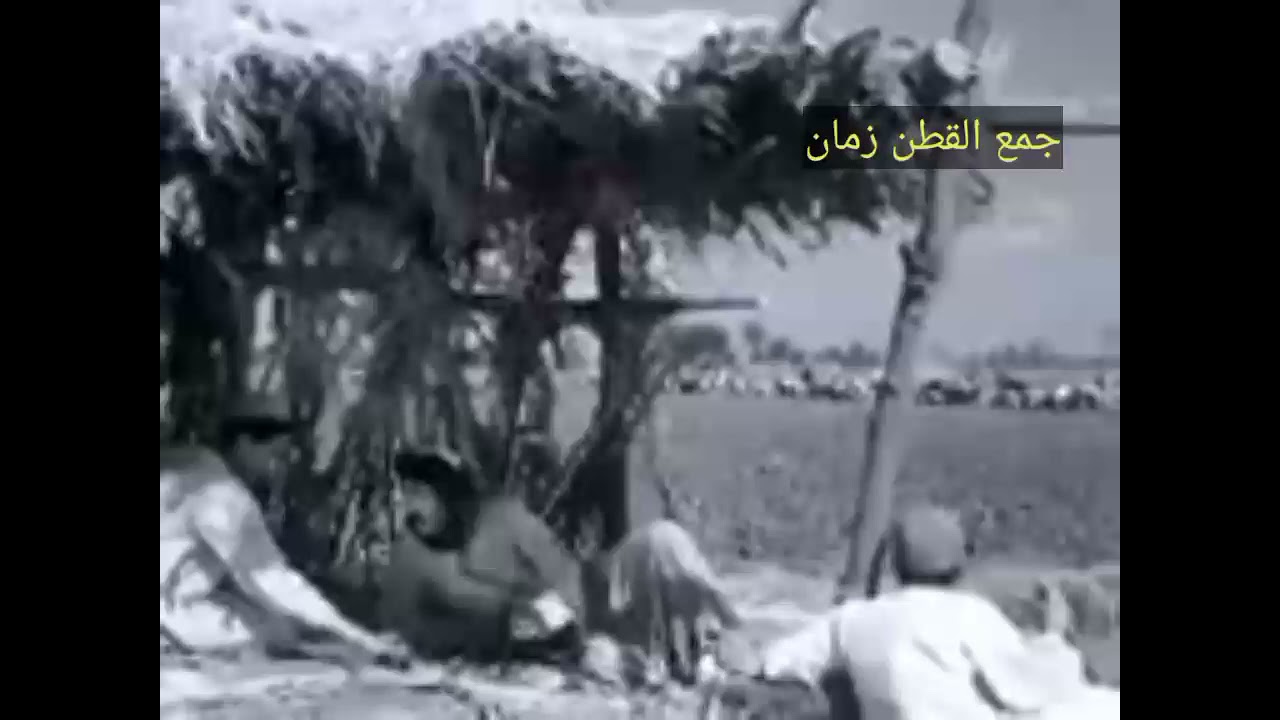 جمع القطن المصرى زمان
