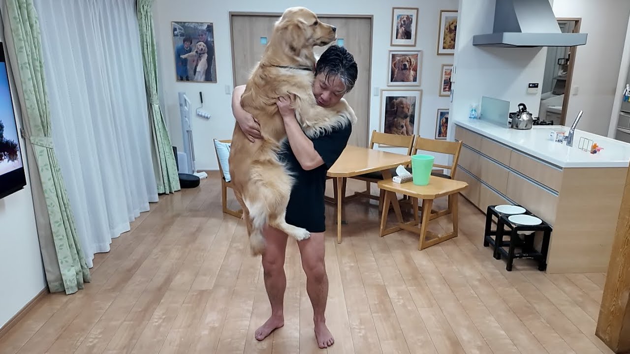 視聴者さんにお詫びの気持ちと考えを。【Golden Retriever japan】