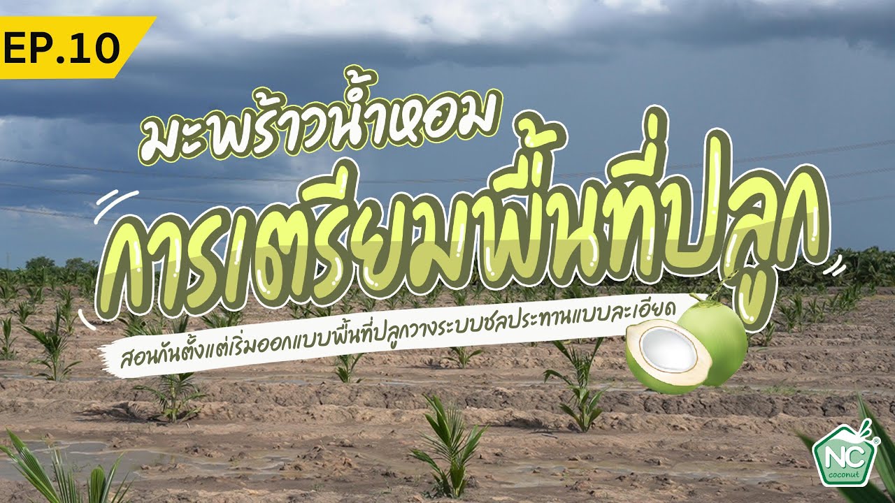 การเตียมพื้นที่ดินก่อนที่จะลงมือปลูกมะพร้าวน้ำหอม (สอนกันแบบละเอียด) NC coconut Farm EP.10