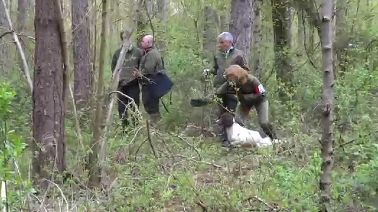 AV Spaniel Working Test - Novice - April 2015