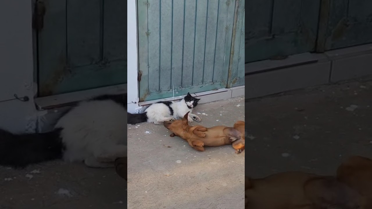 EL VIDEO MAS DIVERTIDO Y TIERNO.. Dicen que los perros y gatos no se llevan pero ve  este video #cat