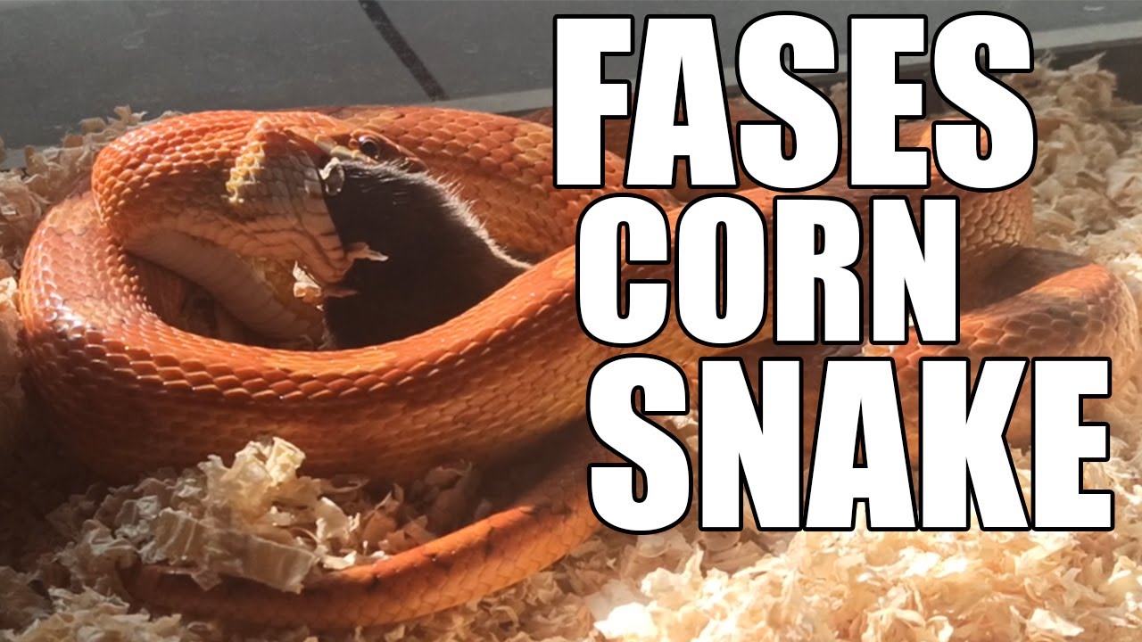 GUÍA DE FASES DE LA SERPIENTE DEL MAÍZ