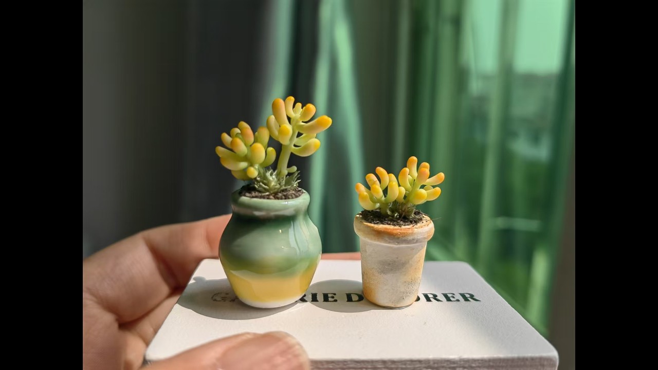 香蕉美人多肉succulent