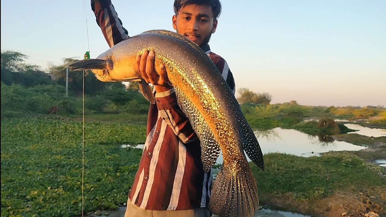 Big monster tiger maral fish in river fishing 🎣🎣🎣