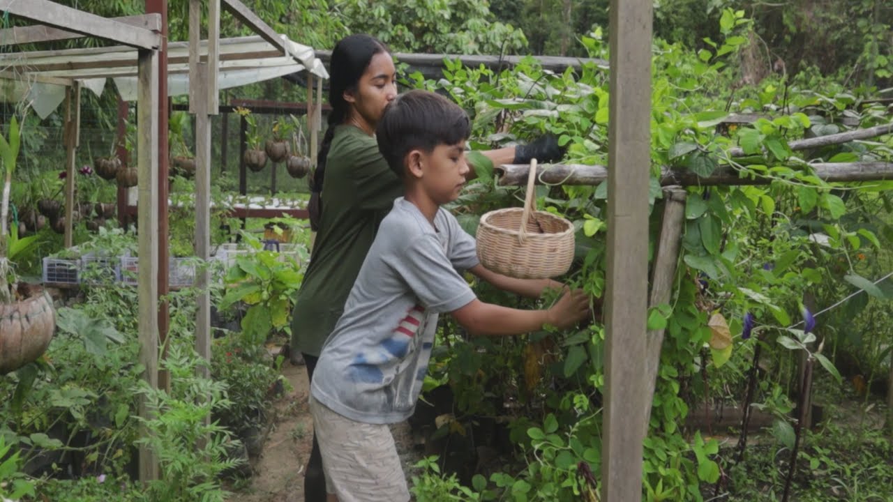 SEDIH kebunku RUSAK di makan Ulat