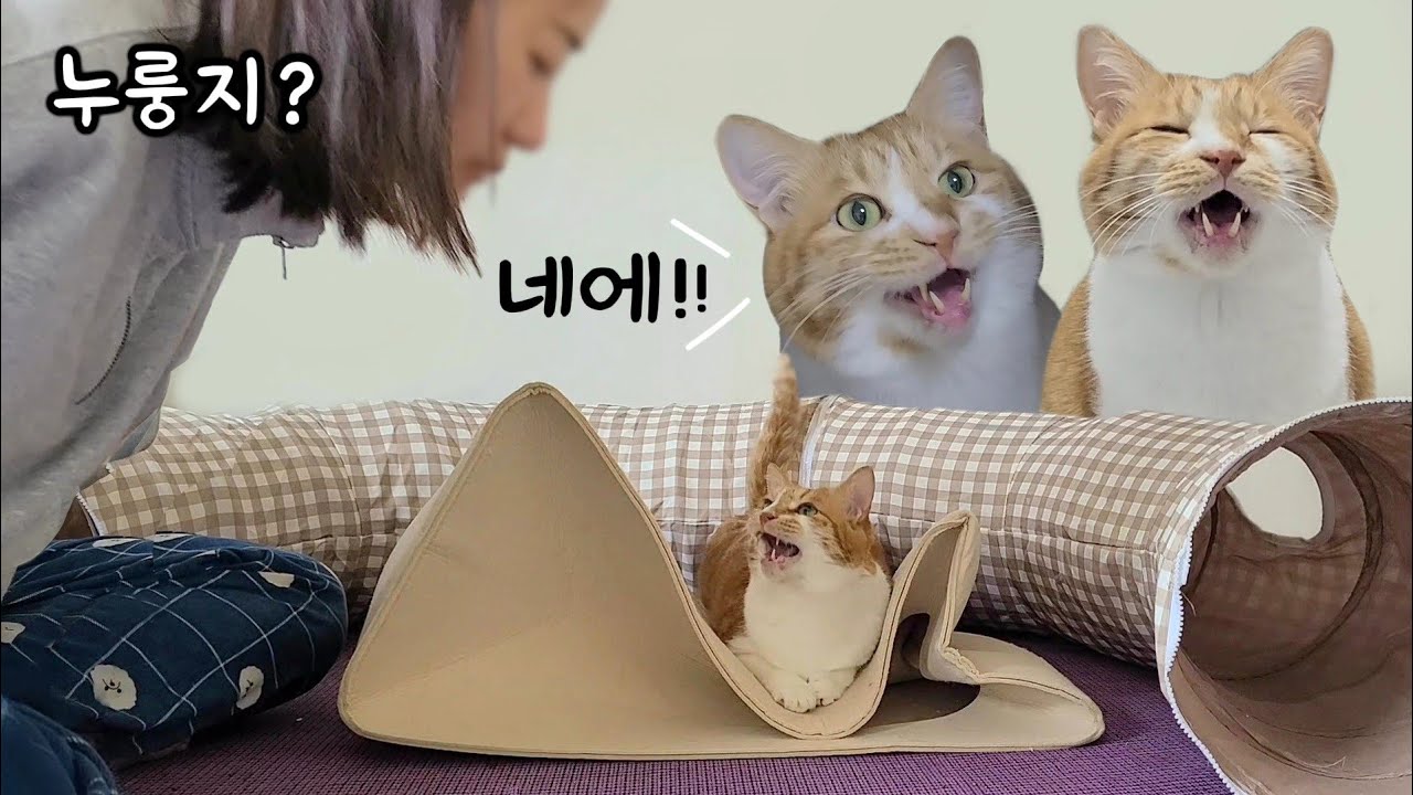 집사가 엄마 고양이인 줄 알고, 부르면 바로 대답하는 고양이!