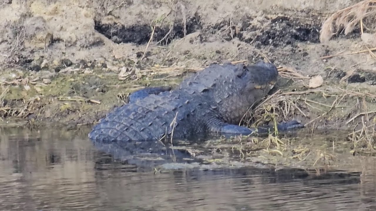 A Wildlife Lover's Paradise: Lake Apopka North Shore Drive