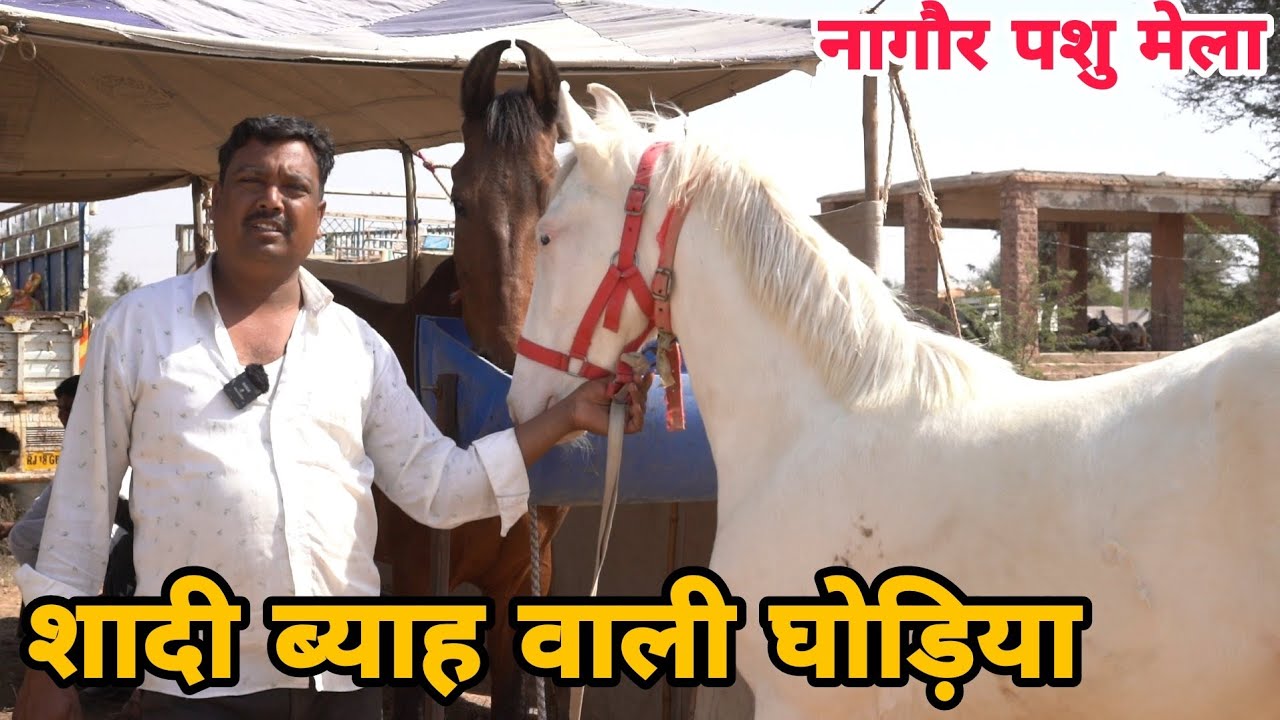 नागौर मंडी मे घोडो के भाव || नागौर पशु मेला || Nagour Horse Market