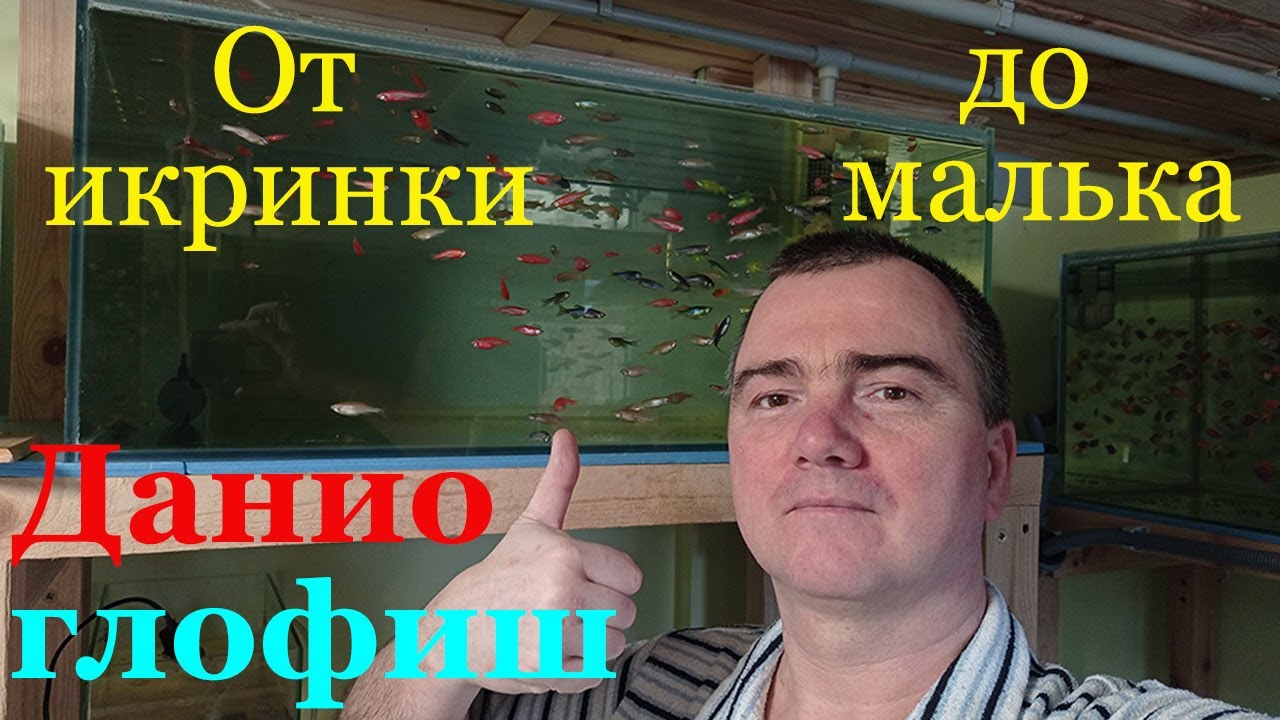 От икринки до малька Разведение данио глофиш Нерест данио