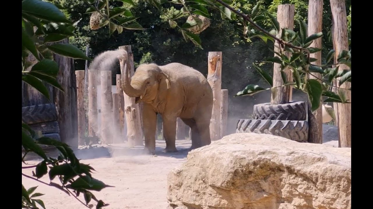 deinZoo - Elefant Minh-Tan in Heidelberg angekommen