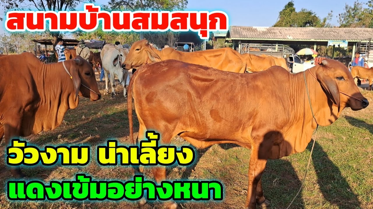 มาแล้วครับ‼️ของดีตลาดนัดบ้านสมสนุก วัวงามน่าเลี้ยง นัดวันนี้มาเพียบ⁉️