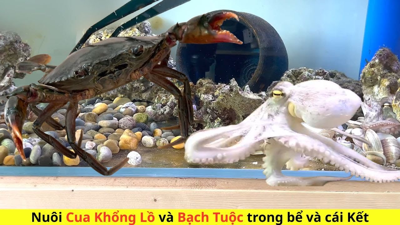 Cua Biển và Bạch Tuộc Đại Chiến #CuaKhongLo#CuaXanh#DaiChienHaiSan